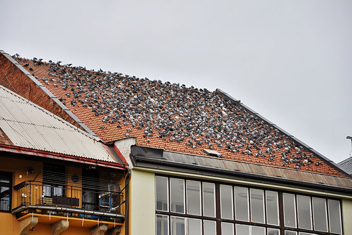 A2B Pest Control are able to install spikes to deter birds from roofs in Trowbridge. 