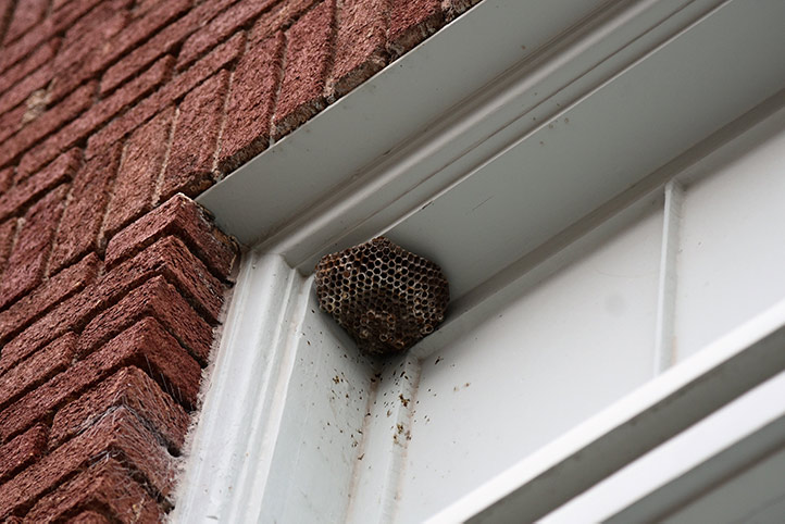 We provide a wasp nest removal service for domestic and commercial properties in Trowbridge.